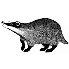 Lavinia Stamp Badger 2