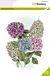 CraftEmotions clearstamps A5 - Hortensia GB Dimensional stamp